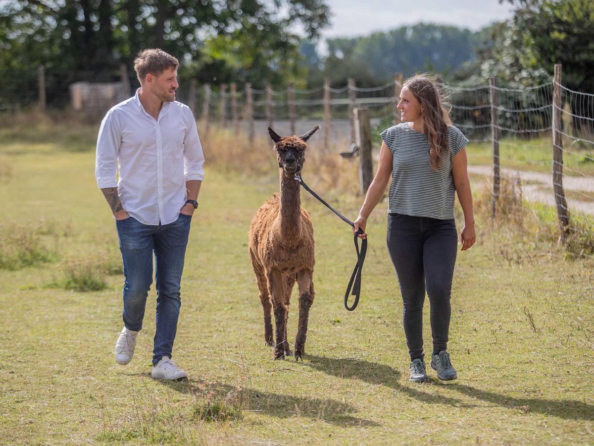 Speed Dating in Lampertheim Alpakas als